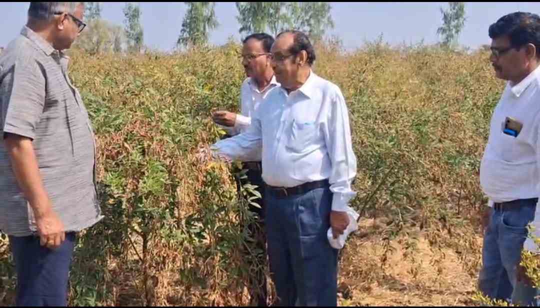 एकपानी–तीनदाणी हरभऱ्याचा नवा वाण शेतकऱ्यांसाठी ठरतोय लाभदायक, डॉ. वसंत बोंडे यांचे अभिनव कृषी संशोधन